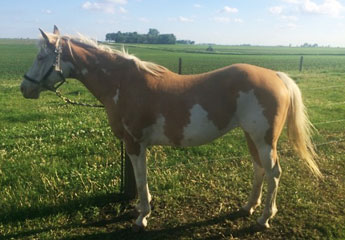 Brown and White Horse